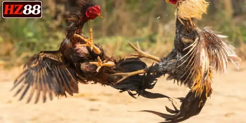 2-sanh-da-ga-hz88-cuc-hay