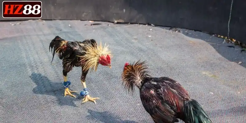 choi-da-ga-sv388-luon-duoc-ho-tro