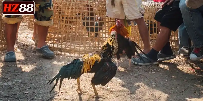 de-dang-thang-khi-cuoc-da-ga-cua-dao