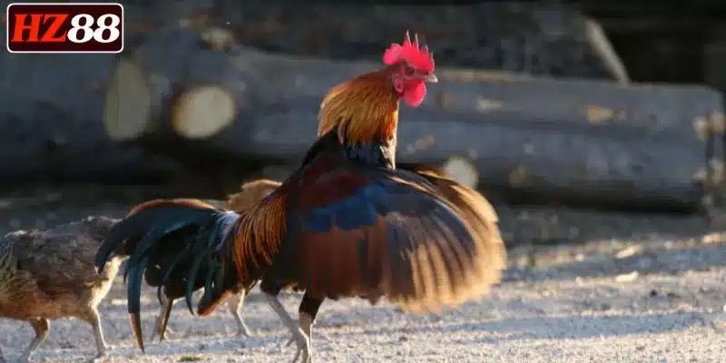 tran-dau-da-ga-cua-sat-dien-ra-nhanh